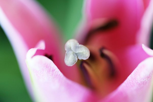 Devenez expert en micro pousses avec notre formation en ligne